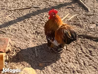 Pekinška bantam — fotografija 3