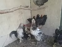 كوشين — الصورة 3