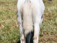 Kobila, Quarter Horse — fotografija 6