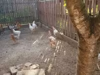 Chickens — foto 2