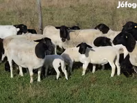 Ovejas (lote, sexo no especificado), Dorper sheep — foto 1