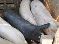 मादा सूअर, Крупная белая — फ़ोटो 3