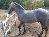 Pastuv, Lipizzaner — fotografija 5