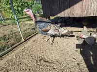 Turkeys — foto 2