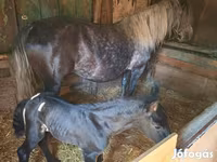 母马, Horses — 照片 1