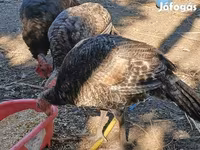 Turkeys — photo 2