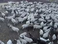 Ovca, Hampshire sheep — fotografija 1