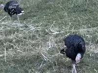 Turkeys — फ़ोटो 3