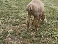 Brebis, Arashan sheep — photo 4