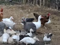 Ducks — Foto 2