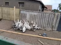 Geese — Foto 1