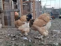 Brahma — foto 4