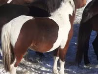 馬（ロット、性別未指定）, Horse breed — 写真 2