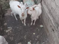 Kozioł, Kozy — zdjęcie 2
