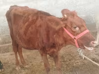 Sigir, Red Estonian cattle — 1-rasm