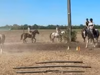 Caballo, Caballos — foto 3