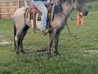 Pastuv, Quarter Horse — fotografija 3