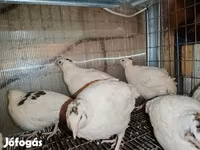 Chickens — 照片 3
