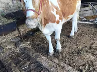 Бұқа, Simmental cattle — 2-сурет