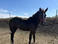 Égua, Cavalos — foto 4