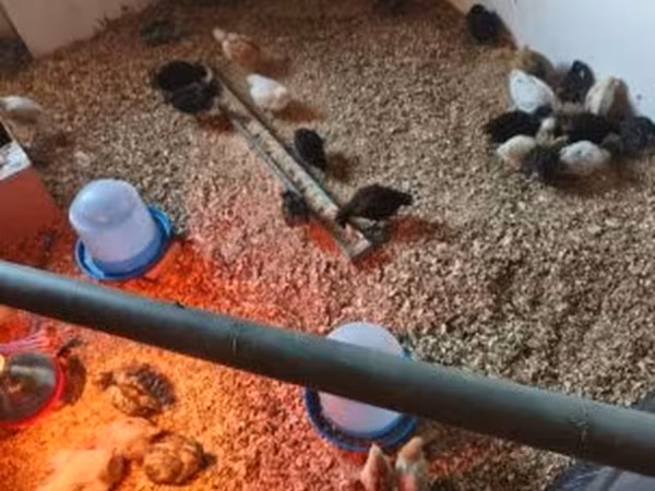 Chickens