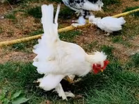 Chickens — photo 6