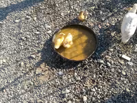 Ducks — photo 3