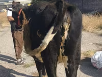 İnək, Russian Black pied cattle — foto 6