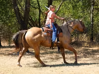 At, Quarter Horse — foto 6