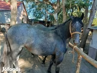 Horse (M), Horses — photo 3