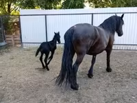 Kobila, Friesian — fotografija 4