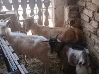 Kozy (partia, płeć nieokreślona), Kozy — zdjęcie 6
