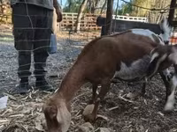 Cabra, Nubian Goat — foto 4
