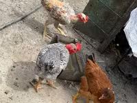 Chickens — Foto 3