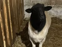 भेड़, Dorper sheep — फ़ोटो 3