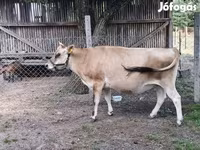母牛, Cattle — 照片 5