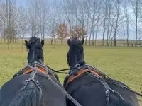 At, Hungarian horse breed — foto 4