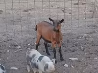 Chèvre, Alpine goat — photo 1