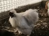 Silkie — zdjęcie 1