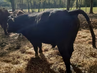 Byk, Aberdeńsko-anguska — zdjęcie 1