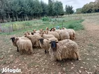 Ovce (partija, pol nije naveden), Racka sheep — fotografija 2