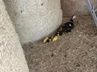 Ducks — Foto 7