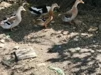 Ducks — fotografija 2