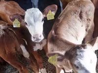 Bik, Pinzgauer cattle — fotografija 1