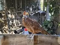 Guinea fowl — Foto 1