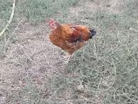 Chickens — الصورة 4
