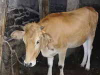 Cow, Wild yak — photo 2