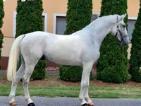 公马, Horses — 照片 3