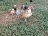 Chickens — foto 2