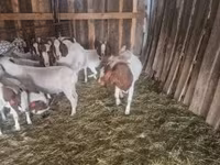 雄ヤギ, Boer goat — 写真 2